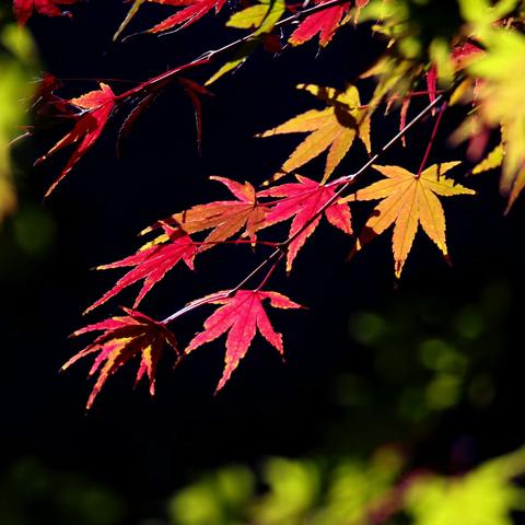 申城枫叶正红时
