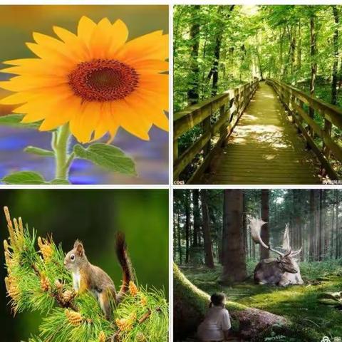 宝塔区第四幼儿园幼儿园“尊重自然 敬畏生命”主题教育活动——（中二班）