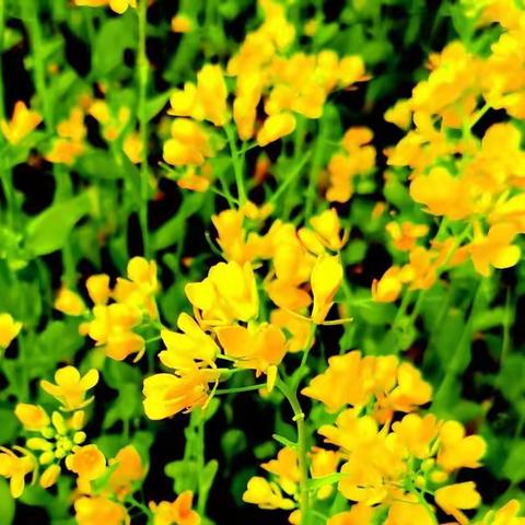 春暖花开的季节