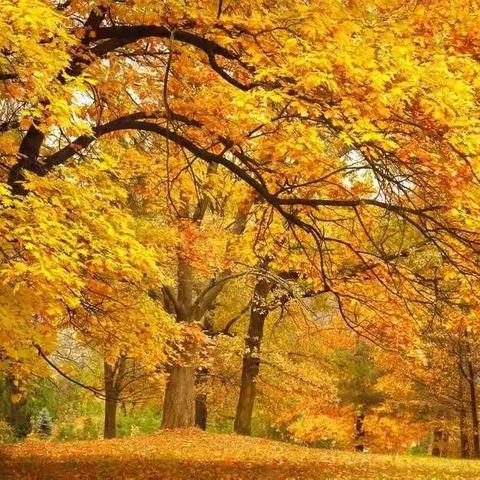 入秋的落叶色彩缤纷——亲子手工