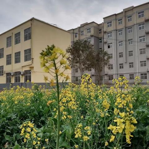 小屯小学教育集团教学动态采编【3.6～3.10】