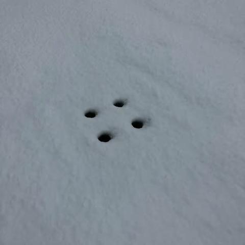 猪年的第一场雪