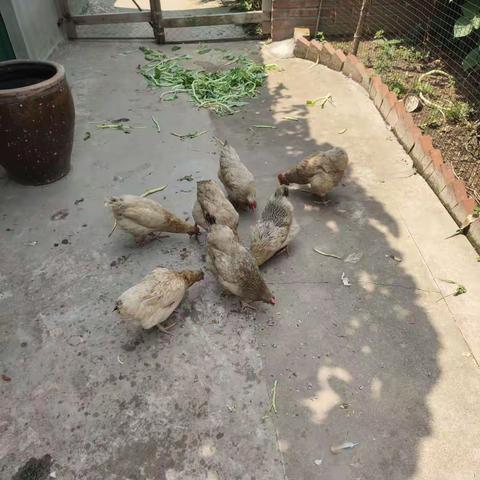 欧阳晨睿的养鸡观察日记