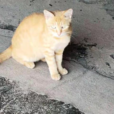 欧阳晨希的猫咪观察记