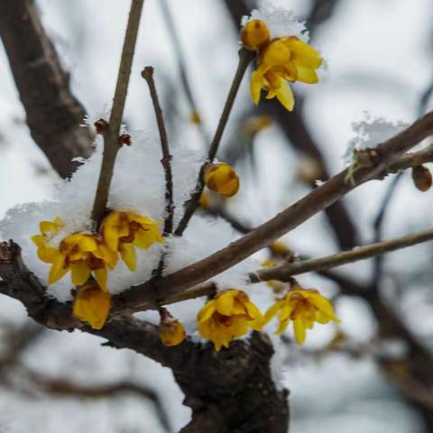 雪中腊梅溢幽香