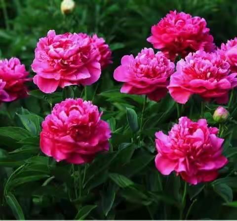 湘汨情怀/三台大曲/彭以昭