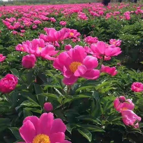 湘汨情怀/三台大曲/江南春色/彭以昭