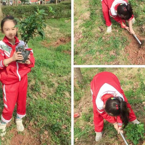 认真践行植树造林               ——为祖国再添新绿的花儿们