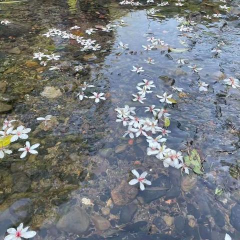 一笺清浅入夏来，三五知己龙潭行