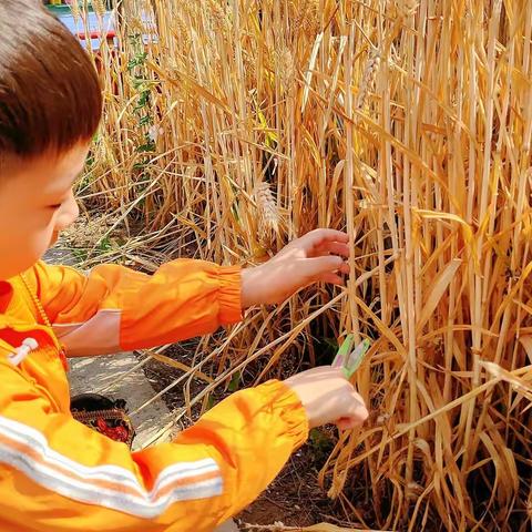 颗粒饱满垄田麦 爱陪童幼儿画丰收——爱陪童园小麦系列主题活动