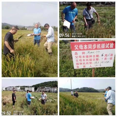 建宁县开展杂交水稻制种全程机械化关键技术集成试验示范项目测产验收（六）