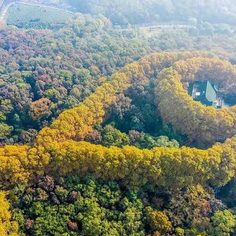 暖心的茶      知己的情