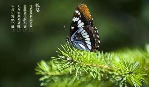 二十四节气之惊蛰/春回大地，陌上花开！