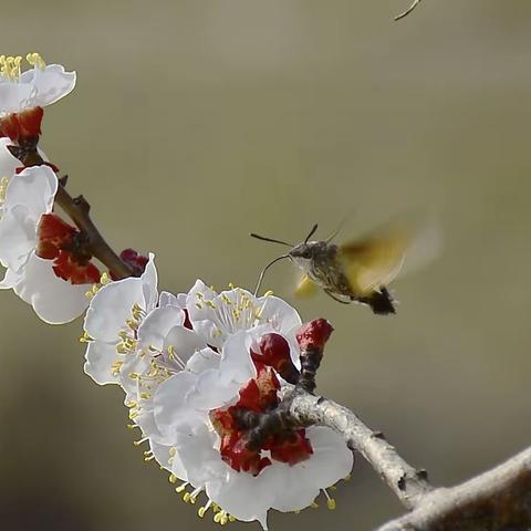 蝶恋花