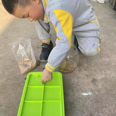 麦苗成长记录