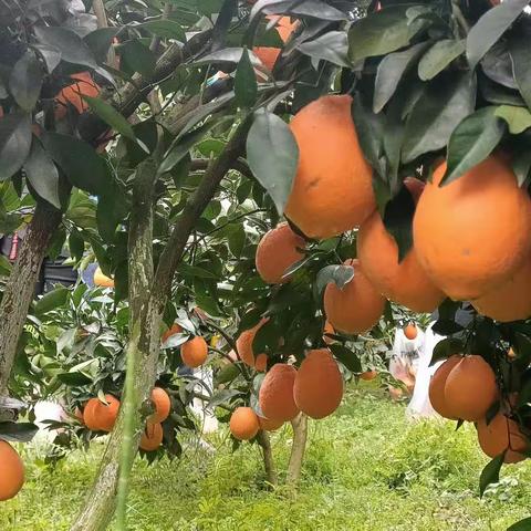 参观岔河脐橙产业、乡村振兴的典范