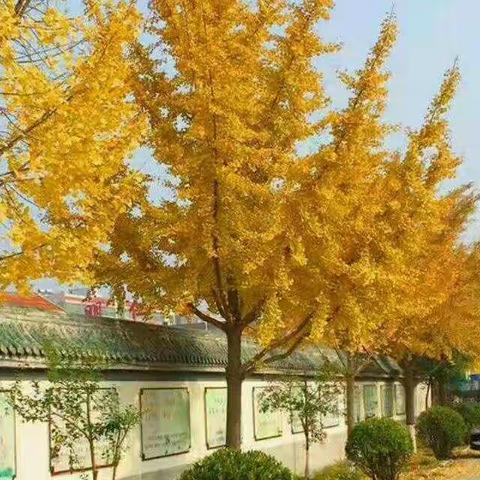 请您欣赏大美小城怡人花草