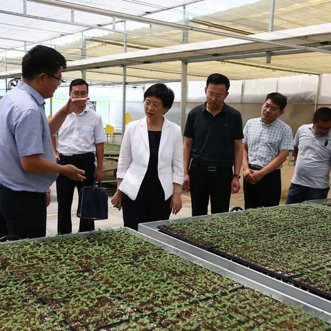 区委常委、组织部部长张霞同志到唐王调研“红色动能集聚区”建设工作