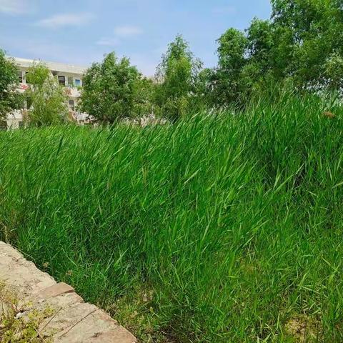 整好校园卫生  造福校园师生
