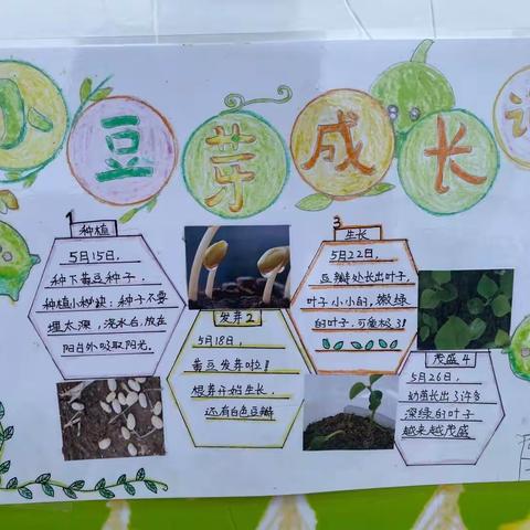 快乐种植——一年级植物成长记！