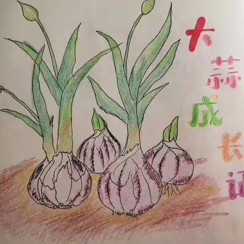 尚学幼儿园中一班开展种植大蒜活动。