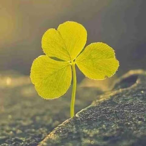 停课不停学，孜孜学不出辍。在这个特殊的春天，我们同舟共济！