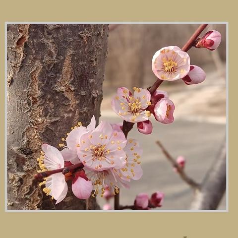 又是一年杏花开！朵朵开的艳！！！