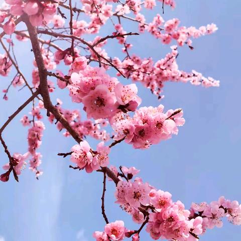 春的温馨～东北2025.4.25