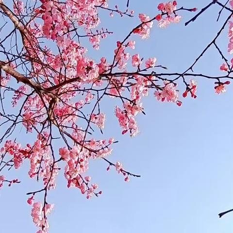 又是一年春花开～24东北的～更新了