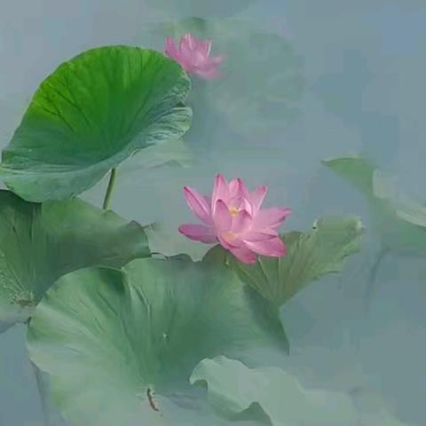 夏荷小趣