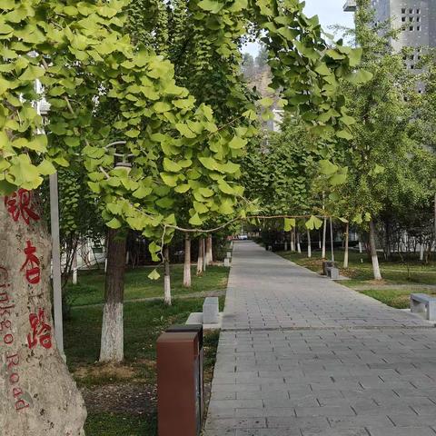 美丽的张院