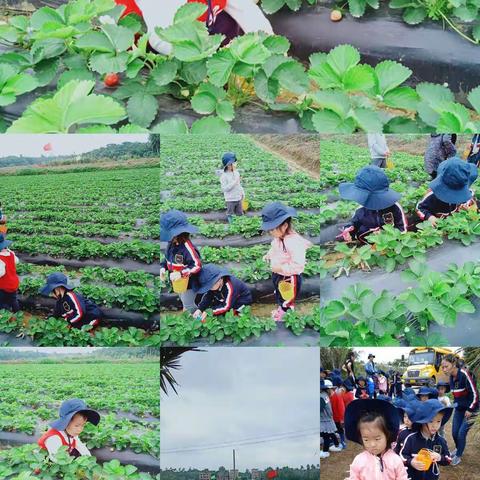 希尔斯幼儿园小兔班第十七周🍃🍀🌴