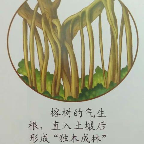 南方艺蕾大班科学活动『奇妙的根』