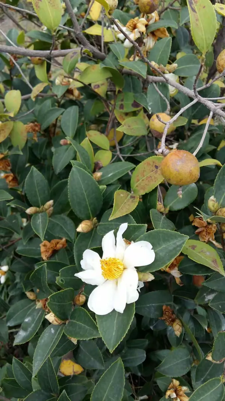 历经“五季双秋”的野生山茶籽即将成熟，为明年结果的山茶花的随之开放，我们当地人称“抱籽怀胎”讲的就是