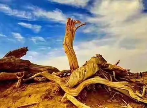 内蒙古额济纳胡杨林进入最佳观赏期