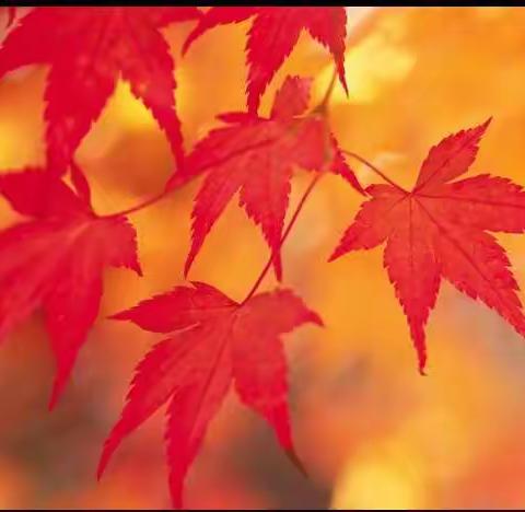 厚植爱国情  放飞新希望  东升实验学校初中部爱国励志演讲比赛