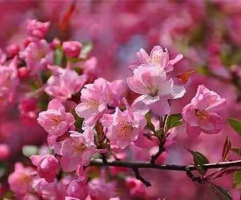 愿春暖花开时，山河定无恙