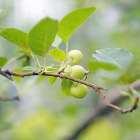 汗水晶莹，润绿千根竹；丹心透艳，催开满园花——记汇文学校四年级一班