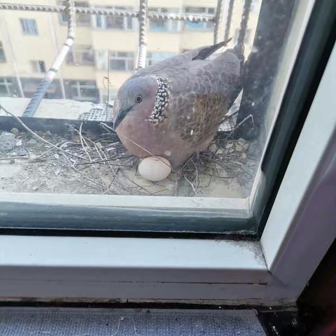 我来观察鸟孵蛋