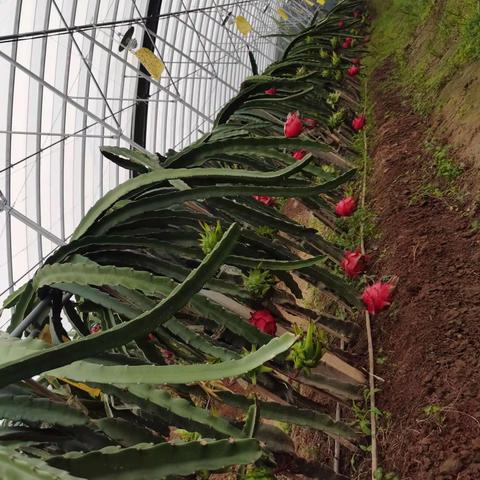 南果北种 拓宽村民脱贫致富路