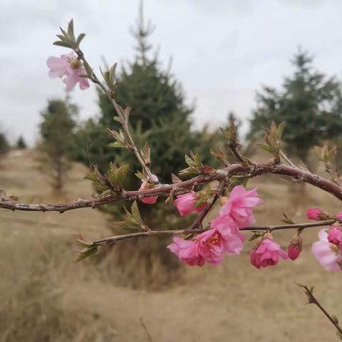 春风着妙手，轻染小桃枝