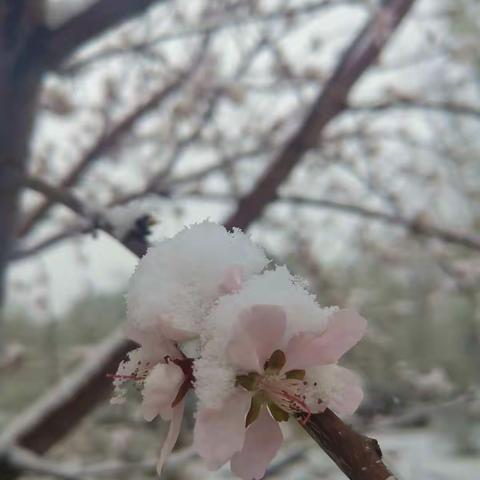 漠南的桃花雪