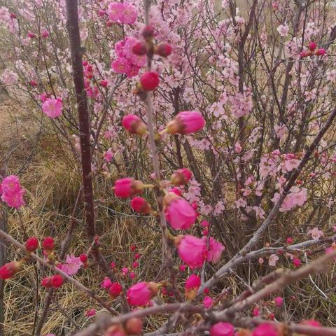 春至花如锦，夏近叶成帷