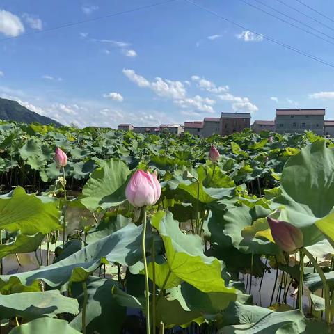 【大抓基层年】曹溪镇：党建+红色名村建设