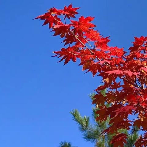 又是一年秋意浓 （作品原创）摄影:朱海建               编辑:高艳艳