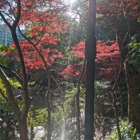 恒大红叶