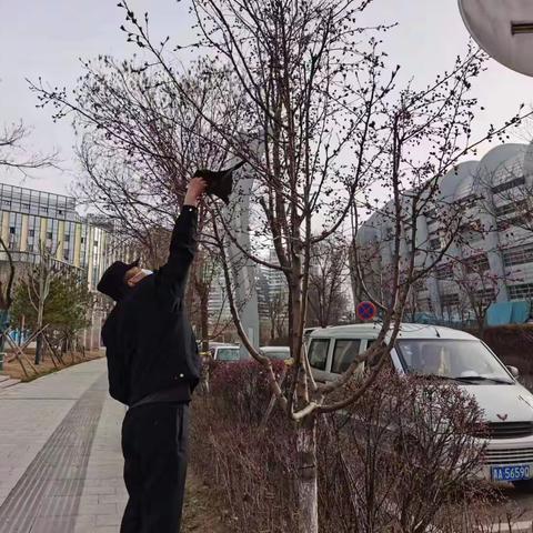 清理树挂污染，扮靓文汇街景