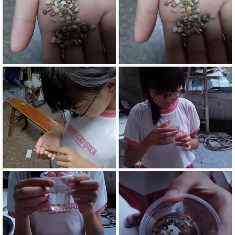 鲁冰花之“大变”苦瓜（汇总篇）