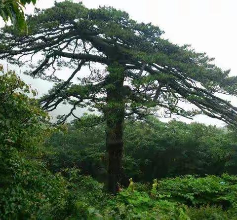 雨中黄山行