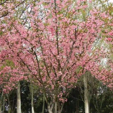 漂亮的樱花树